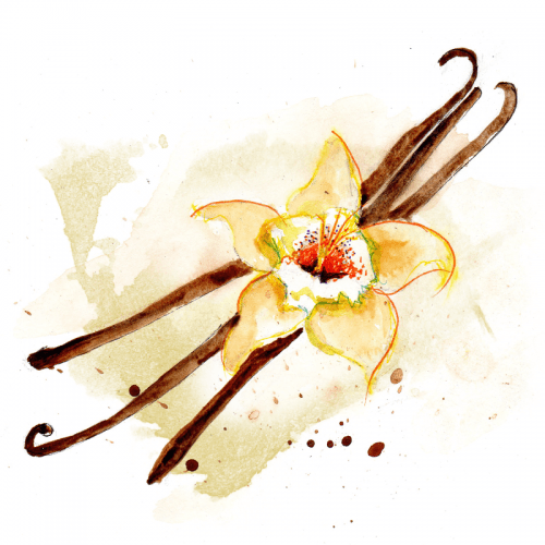 Vaniglia: protagonista delle nostre ricette. - Shockino Cioccolato