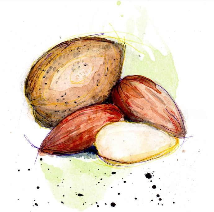 Shockino_Mandorle_illustrazione