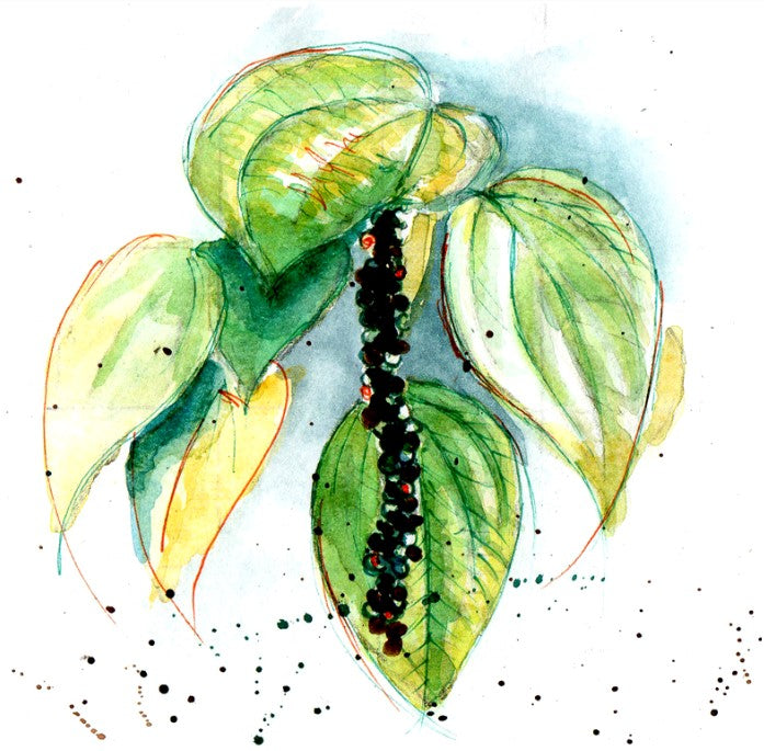 Shockino Pepe illustrazione