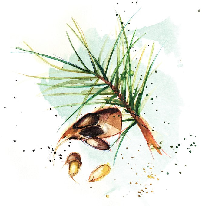 Shockino_Pinoli_illustrazione