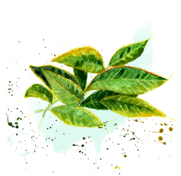 Shockino_Tea_Matcha_illustrazione