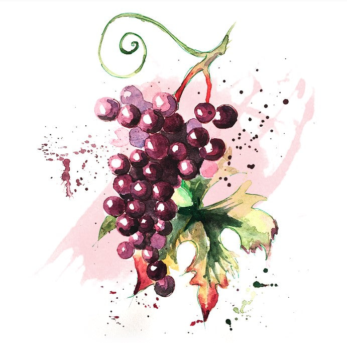 Shockino_Tintilia_illustrazione