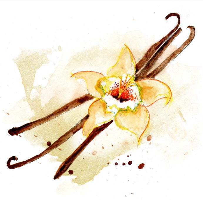 Shockino_Vaniglia_illustrazione